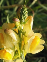 Common toadflax (Linaria vulgaris)