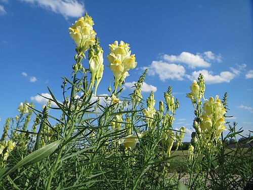 Common toadflax: Echtes Leinkraut ( Linaria vulgaris ) bei Hockenheim