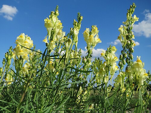 Common toadflax: Echtes Leinkraut ( Linaria vulgaris ) bei Hockenheim