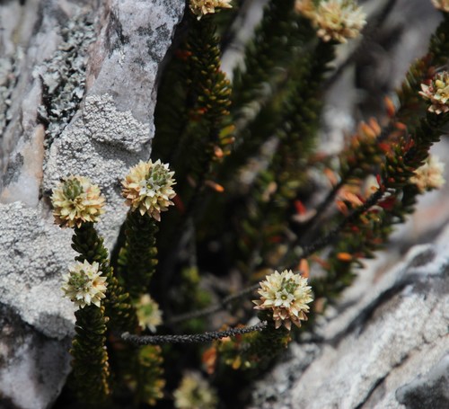 Linconia cuspidata (Linconia cuspidata)