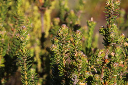 Linconia cuspidata (Linconia cuspidata)
