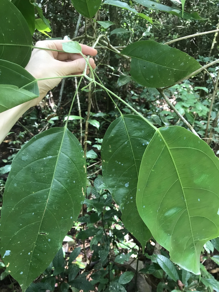Lindackeria laurina (Lindackeria laurina)