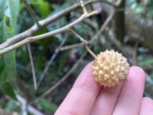 Lindackeria paludosa (Lindackeria paludosa)