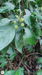 Lindackeria paludosa (Lindackeria paludosa)