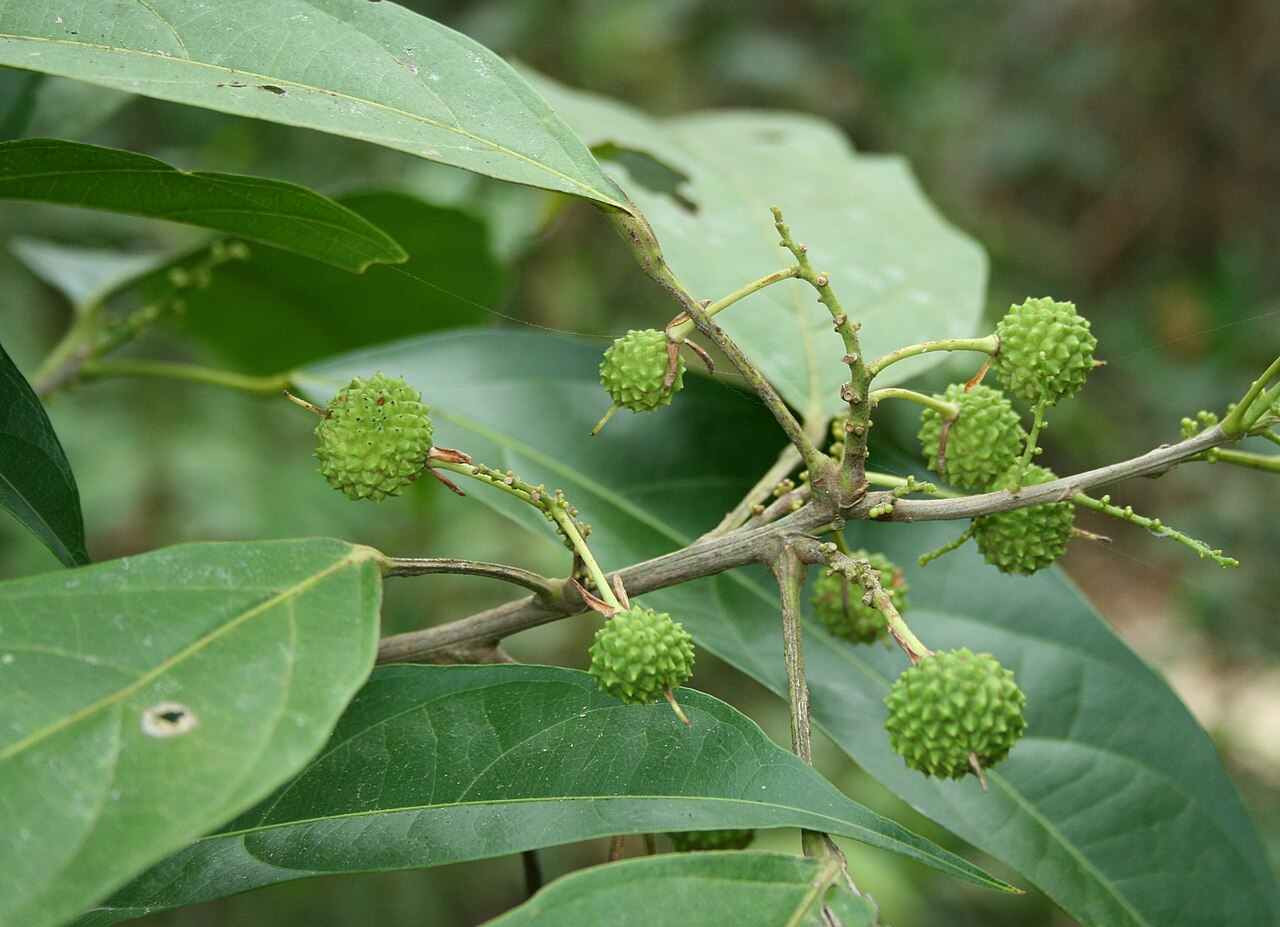 Lindackeria paludosa: Fruiting branch of the Lindackeria paludosa (family Achariaceae), near Cacuri on upper Rio Ventuari, Venezuela