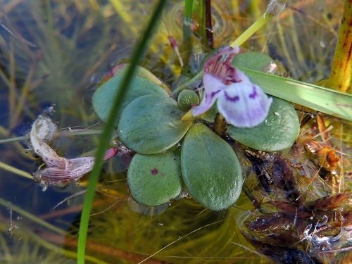 Lindernia conferta (Lindernia conferta)