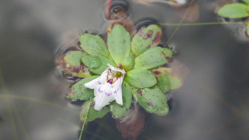 Lindernia conferta (Lindernia conferta)