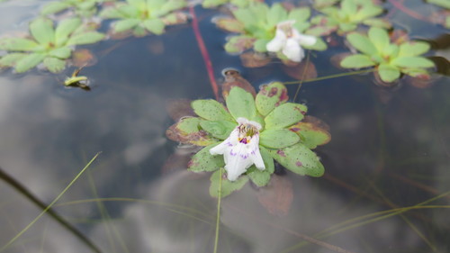 Lindernia conferta (Lindernia conferta)