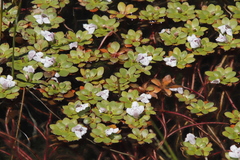 Lindernia conferta (Lindernia conferta)