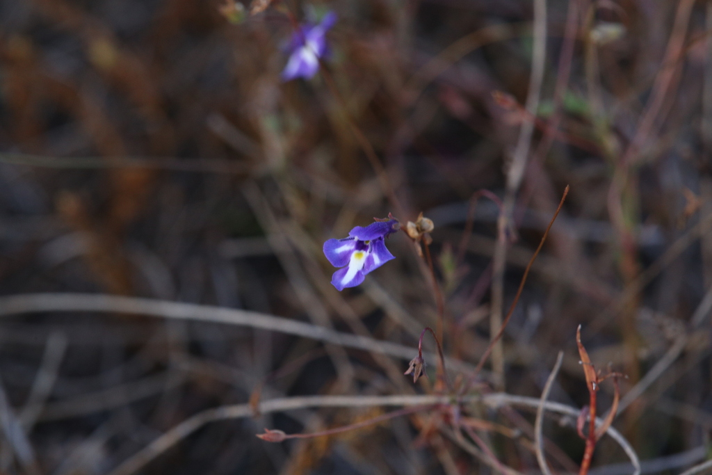 Lindernia cyanoplectra (Lindernia cyanoplectra)