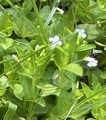 Yellowseed false pimpernel (Lindernia dubia)