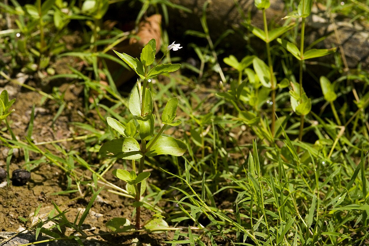 Yellowseed false pimpernel: Lindernia dubia , Griffy site of the Indiana University Research & Teaching Preserve, Monroe County, Indiana, 6 Aug 2010. Near the entrance to The Ravine.