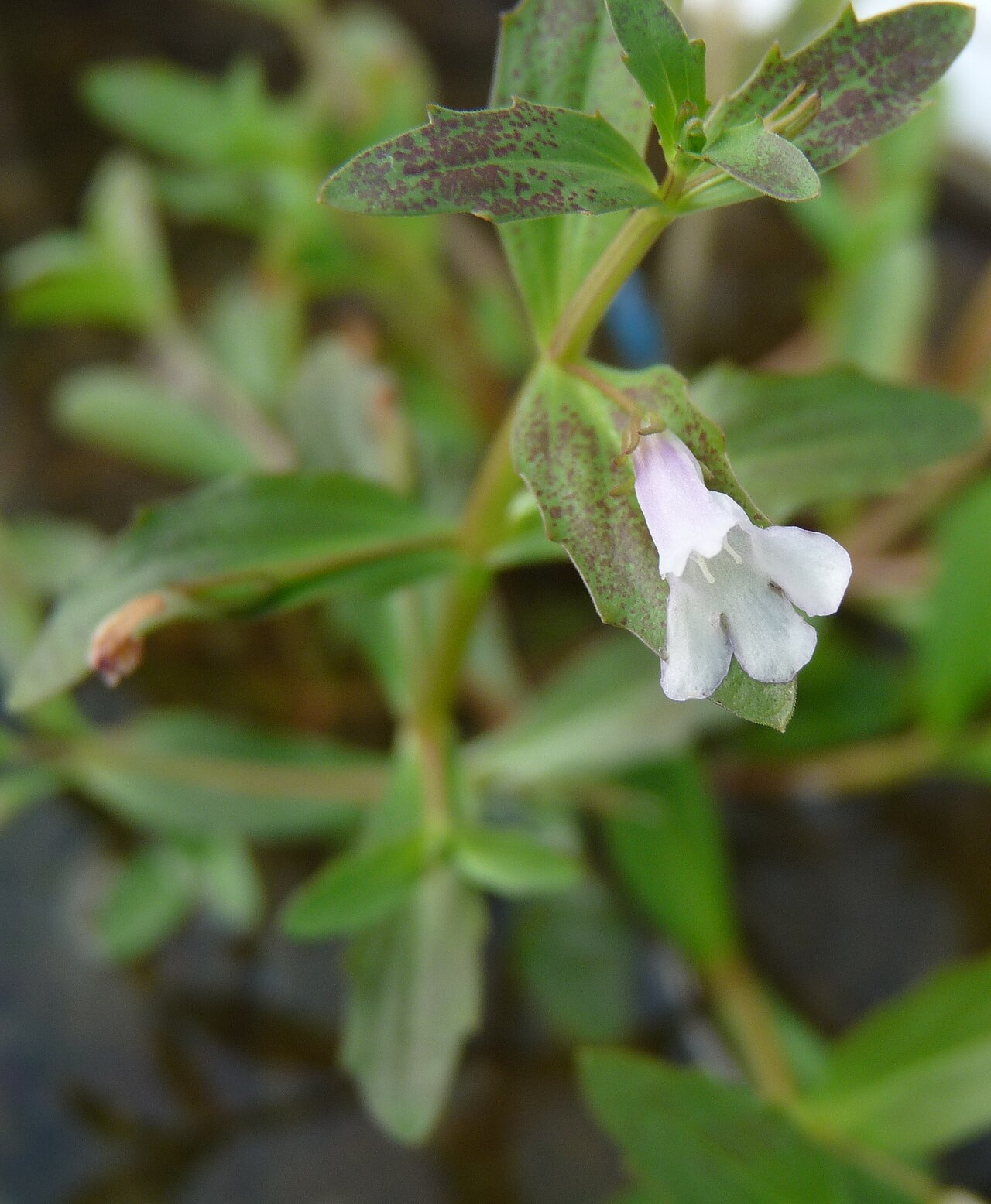 Yellowseed false pimpernel: アメリカアゼナ