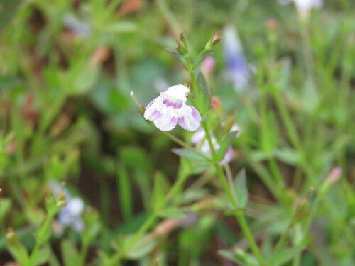 Yellowseed false pimpernel (Lindernia dubia)