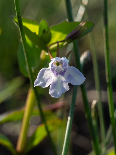 Yellowseed false pimpernel (Lindernia dubia)