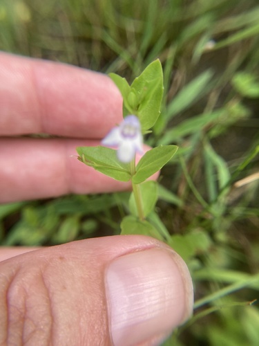 Yellowseed false pimpernel (Lindernia dubia)