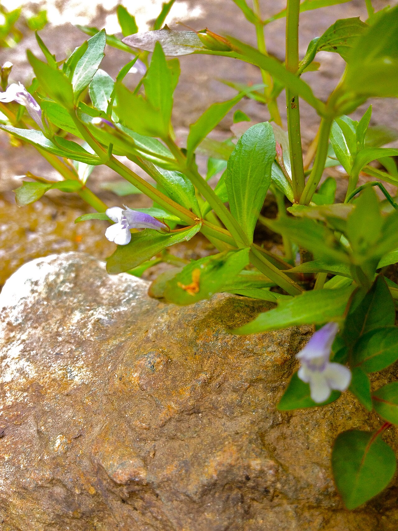 Yellowseed false pimpernel: Photo of Lindernia dubia in flower. This is a native plant growing wild along the Potomac Heritage Trail in Scotts Run Nature Preserve, Fairfax county Virginia,