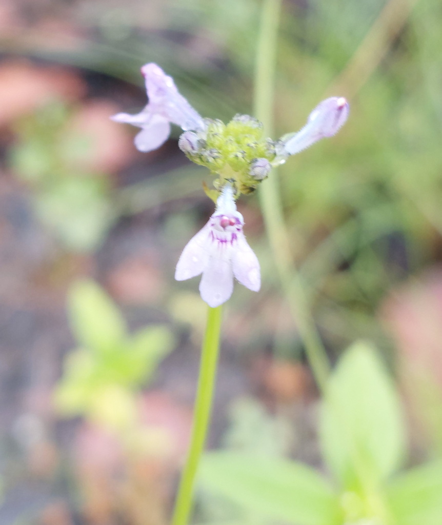 Lindernia dunlopii (Lindernia dunlopii)