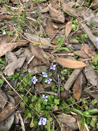 Savannah false pimpernel (Lindernia grandiflora)