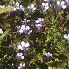 Savannah false pimpernel (Lindernia grandiflora)