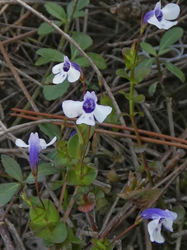 Savannah false pimpernel (Lindernia grandiflora)