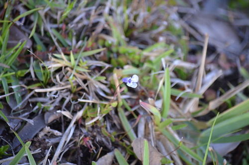 Savannah false pimpernel (Lindernia grandiflora)