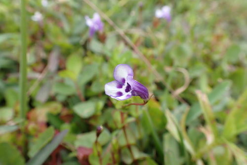 Savannah false pimpernel (Lindernia grandiflora)
