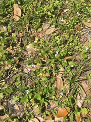 Savannah false pimpernel (Lindernia grandiflora)