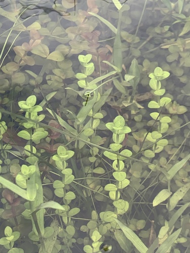Savannah false pimpernel (Lindernia grandiflora)
