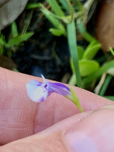 Savannah false pimpernel (Lindernia grandiflora)