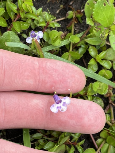 Savannah false pimpernel (Lindernia grandiflora)