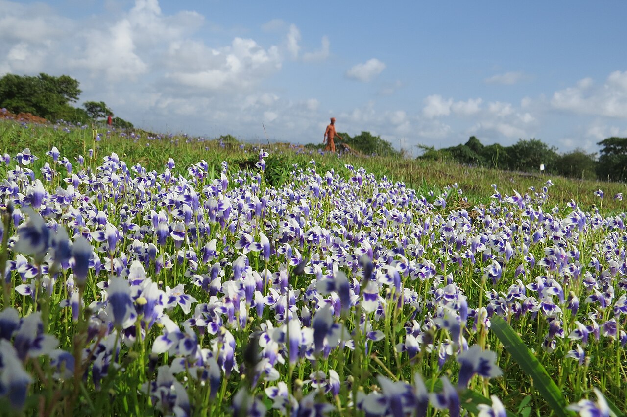 Lindernia hyssopioides: Photos by Vinayaraj
