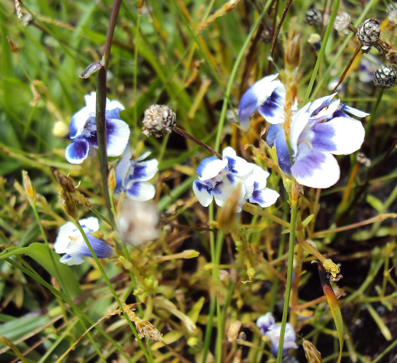 Lindernia hyssopioides: Lindernia hyssopoides