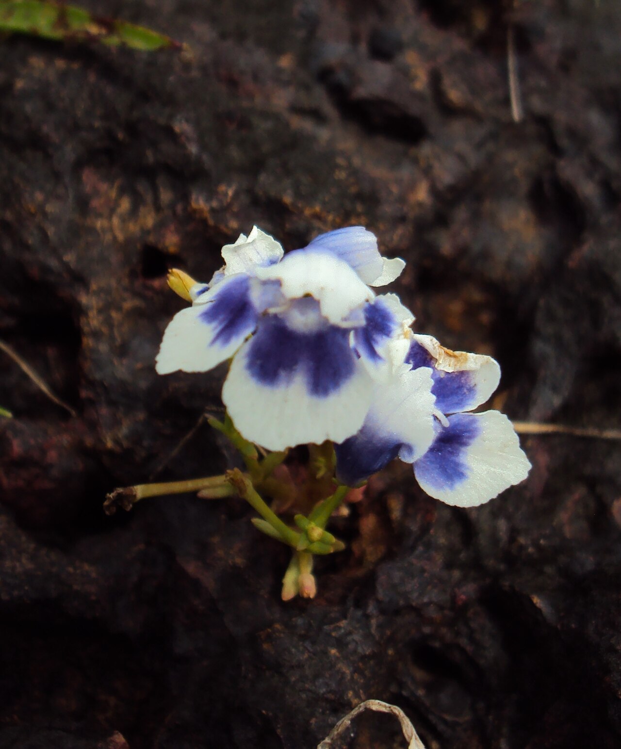 Lindernia hyssopioides: Lindernia hyssopoides