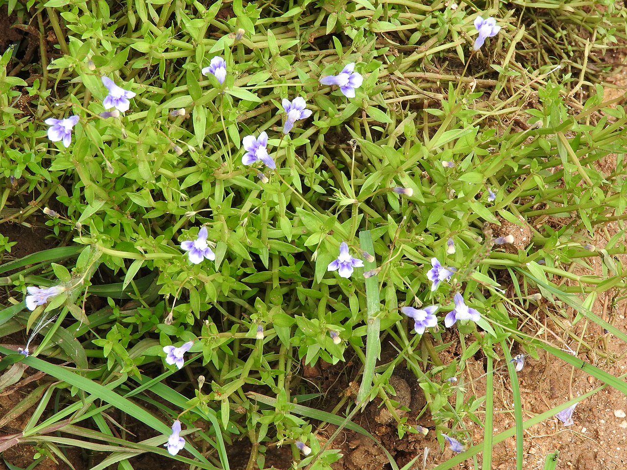 Lindernia hyssopioides: Scrophulariaceae-aquatic herb,flowers blue,lobes white.