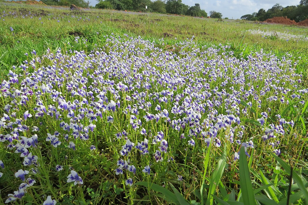 Lindernia hyssopioides: Photos by Vinayaraj