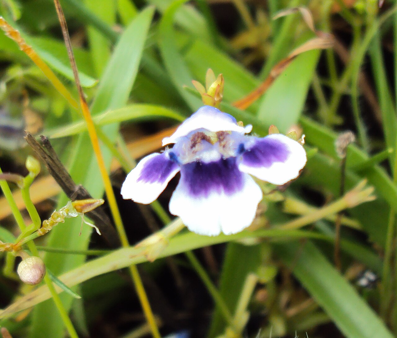 Lindernia hyssopioides: Lindernia hyssopoides