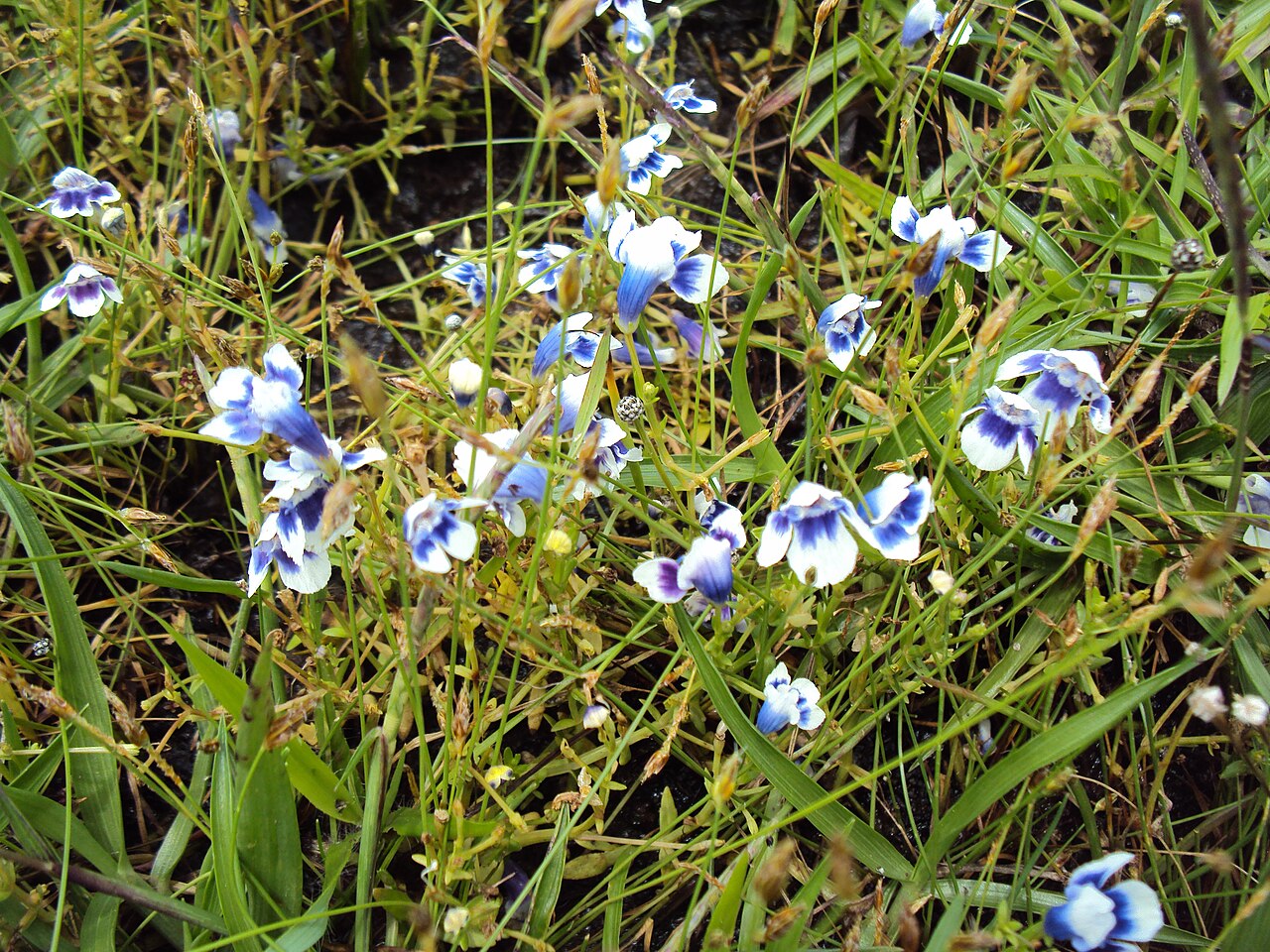 Lindernia hyssopioides: Lindernia hyssopoides