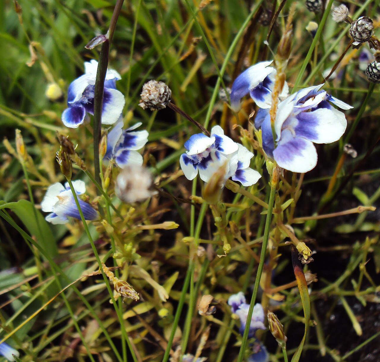 Lindernia hyssopioides: Lindernia hyssopoides