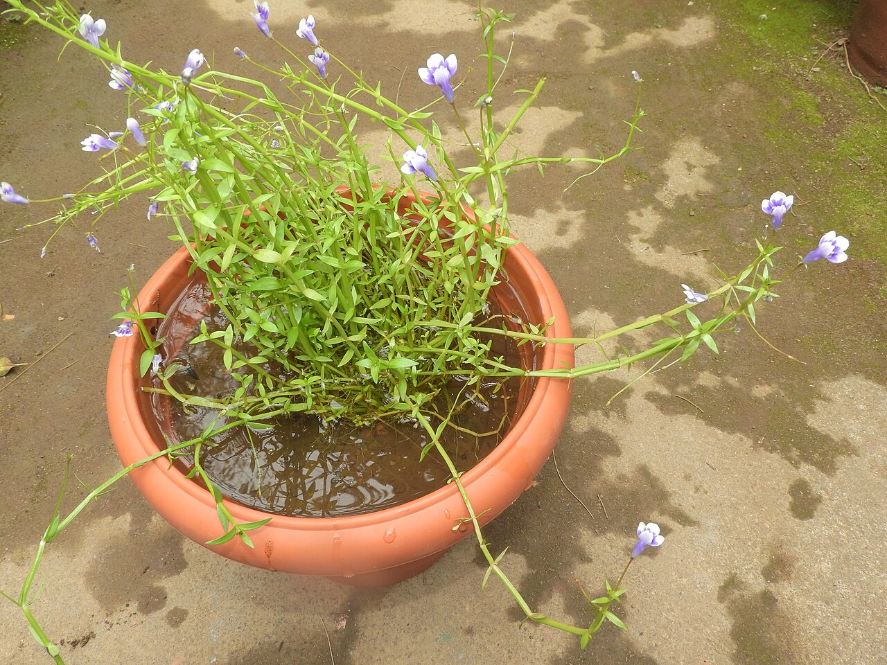 Lindernia hyssopioides: Scrophulariaceae-aquatic herb,flowers deep blue to purple throat with whitish lobes.