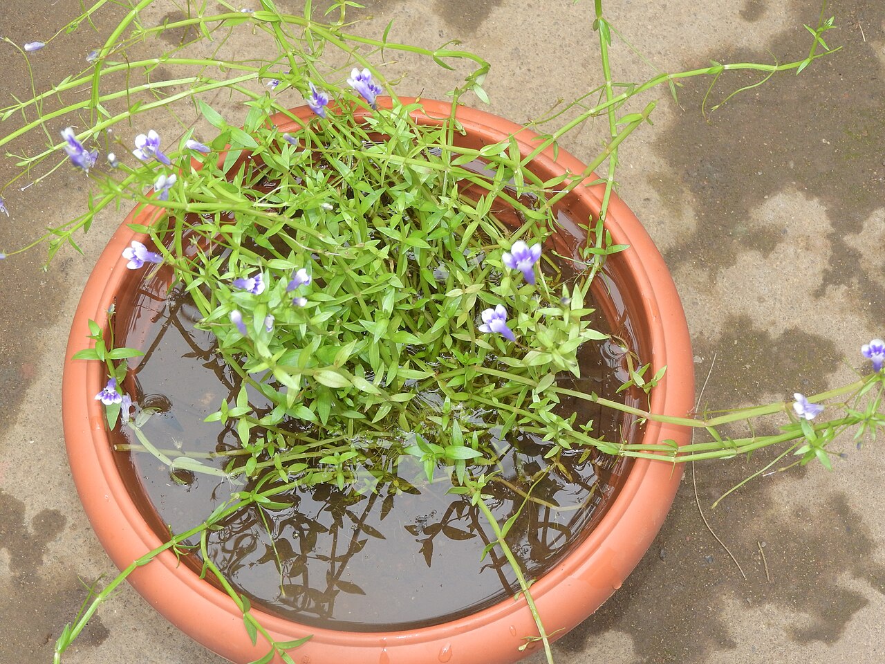 Lindernia hyssopioides: Scrophulariaceae-aquatic herb,flowers deep blue to purple throat with whitish lobes.