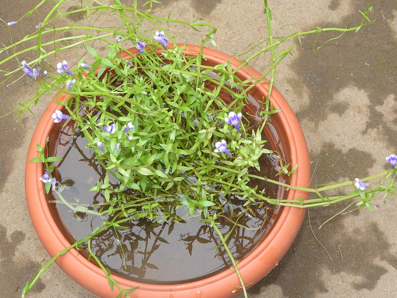 Lindernia hyssopioides: Scrophulariaceae-aquatic herb,flowers deep blue to purple throat with whitish lobes.
