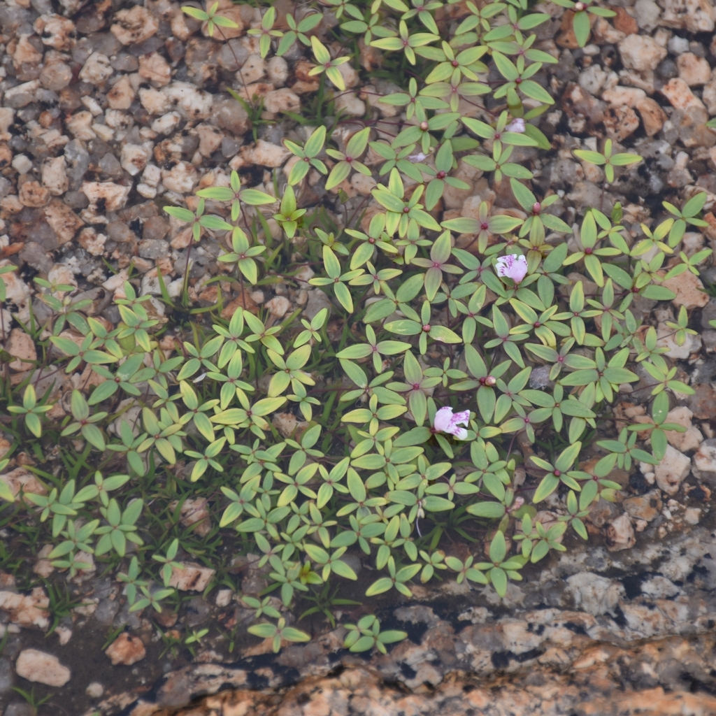 Lindernia intrepida (Lindernia intrepida)