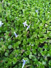Lindernia microcalyx (Lindernia microcalyx)
