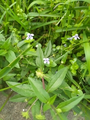 Lindernia microcalyx (Lindernia microcalyx)