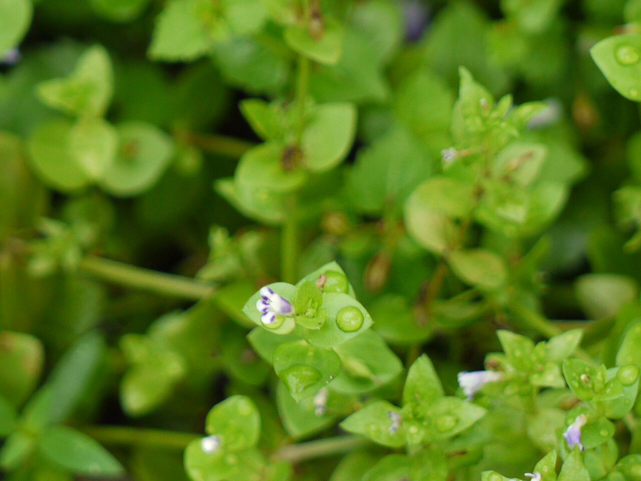 Lindernia parviflora: Lindernia parviflora