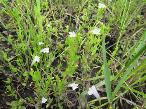Lindernia parviflora (Lindernia parviflora)