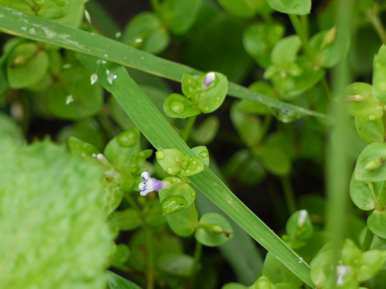 Lindernia parviflora: Lindernia parviflora