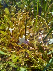 Lindernia parviflora (Lindernia parviflora)