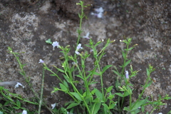 Lindernia parviflora (Lindernia parviflora)
